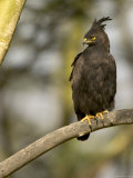 Portrait of a Long Crested Eagle Perched on Branch (Lophaetus Occipitalis) Photographic Print