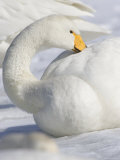 Whooper Swan (Cygnus Cygnus) Sitting in Snow, Beak Tucked in Feathers Photographic Print