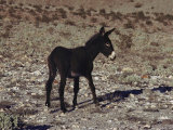 Young Burro Thrives in the Desert, Death Valley National Monument, California Photographic Print by Paul Chesley