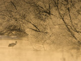 Japanese Red-Crowned Crane on Icy Pond at Sunrise (Grus Japonensis) Photographic Print