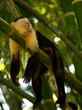 A White-Throated Capuchin Monkey Sleeping on a Bamboo Stalk (Cebus Capucinus) Photographic Print
