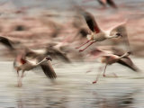 Motion Photo of Lesser Flamingos in Flight (Phoenicopterus Minor) Photographic Print