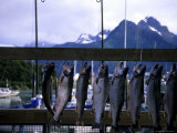 Salmon are Hung to be Weighed and Fileted, Valdez, Alaska, United States Photographic Print