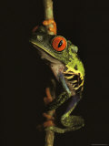 Red-Eyed Tree Frog in Costa Rica Photographic Print by Michael Nichols
