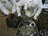 Chain Gang Prisoners with Crates of Chains and Handcuffs Lámina fotográfica por Bill Curtsinger Chain Gang Prisoners with Crates of Chains and Handcuffs Lámina fotográfica por Bill Curtsinger