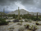 Saguaros Cacti Rise from the Sonoran Desert, Arizona-Mexico Border Photographic Print by James P. Blair