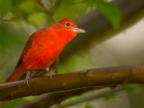 Summer Tanager (Piranga Rubra) Perched on Branch in Forest Photographic Print