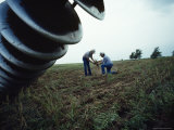 Wichita Farmer and His Son Examine Wheat Damaged by Drought, Amounting to a Loss of 80,000 Dollars Photographic Print