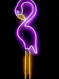 A Classic Florida Flamingo Glows on the Wall of the Magic Beach Motel Photographic Print by Stephen St. John