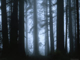Shrouded in Mist, the Trunks of a Crowd of Giant Redwoods Soar, Redwood National Park, California Photographie