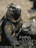 Marine Iguanas, Galapagos Islands Fotografie-Druck von Steve Winter