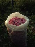 Bag Filled with Fresh-Picked Rose Petals, Valley of the Roses, Bulgaria Lámina fotográfica Bag Filled with Fresh-Picked Rose Petals, Valley of the Roses, Bulgaria Lámina fotográfica