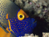 Close View of the Head of a Blue Face Angelfish Photographic Print by Tim Laman