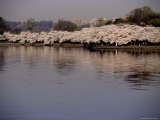 A Row of Blooming Japanese Cherry Blossom Trees Line the Tidal Basin Photographic Print by Stephen St. John
