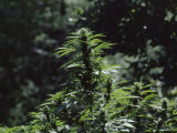 The Bud and Leaves of a Marijuana Plant, Humboldt County, California Lámina fotográfica The Bud and Leaves of a Marijuana Plant, Humboldt County, California Lámina fotográfica