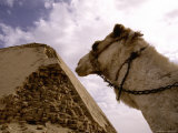 A Camel Surveys a Crumbling Corner of the Angular Bent Pyramid Lámina fotográfica