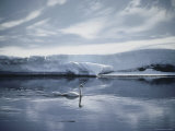 Trumpeter SwanGlides Across a Calm River, Yellowstone River, Yellowstone National Park, Wyoming Photographic Print