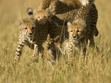 Three Young Cheetahs Chasing a Baby Impala. Survival of the Fittest.Acinonyx Jubatus Photographic Print
