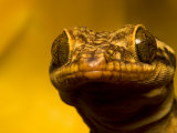Close-up of Geckos Face with Large and Unusual Eyes Photographic Print