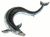 Painting Depicting a Prehistoric Whale with Tiny Hind Limbs and Feet Photographic Print by Christopher Klein