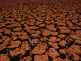 Plant Struggles to Grow in Parched Soil, Marble Bar, Australia Photographic Print by James L. Stanfield