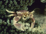 An Anemone Crab Nestled in the Stinging Tentacles of a Sea Anemone Photographic Print by Tim Laman