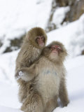 Snow Monkey (Macaca Fuscata) and Baby on Its Back Play in the Snow Photographic Print