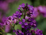 The Violet Petals of Money Plant Flowers Photographic Print by Stephen St. John