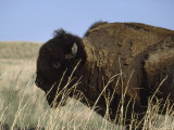 American Bison Shedding His Winter Coat, Fort Niobrara National Wildlife Refuge, Nebraska Photographic Print by James P. Blair