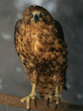 Portrait of a Raptor with One Eye, Galapagos Islands Photographic Print