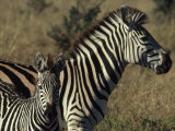 Portrait of a Plains Zebra and Her Foal, Wankie National Park, Zimbabwe Photographic Print by James L. Stanfield