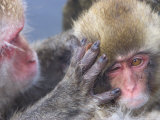 Close up of Japanese Macaques (Snow Monkeys) Grooming Each Other Photographic Print