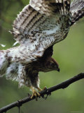Juvenile Northern Goshawk Works Its Wings, Ready to Fly, Montana Photographic Print by Michael S. Quinton