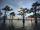 Cypress Trees in Grand Lake at Sunset, Atchafalaya Basin, Louisiana Photographic Print