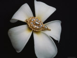 A Gold and Diamond Belt Ornament Rests on a Fragrant Plumeria Blossom Photographic Print by Sisse Brimberg