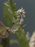 Dwarf Sea Horse on Turtle Grass, Miami, Florida Lámina fotográfica Dwarf Sea Horse on Turtle Grass, Miami, Florida Lámina fotográfica