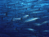 A School of Blackfin Barracuda in a Sea of Blue Photographic Print