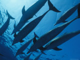School of Spotted Dolphins, Bahama Islands Lámina fotográfica
