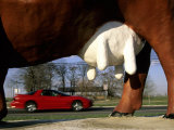The Udder of a Huge Concrete Cow Frames a Passing Red Sportscar Photographic Print by Stephen St. John