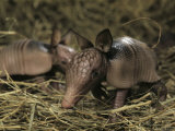 Pair of Juvenile Nine-Banded Armadillos, Melbourne, Florida Photographic Print