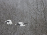 Pair Endangered Red-Crowned Cranes Flying in Snow (Grus Japonensis) Photographic Print