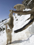 Three Japanese Macaques (Snow Monkeys) Play on a Branch, One Hanging Photographic Print by Roy Toft