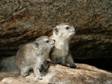 Two Baby Rock Hyraxes Under Rock (Procavia Capensis) Lámina fotográfica