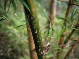 In the Isolated Realm of the Mangyans on Mindoro Island, Four Girls Carved Their Names on Bamboo Photographic Print