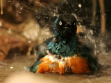 A Superb Starling Shakes Water off While Bathing (Lamprotornis Superbus) Photographie par Roy Toft
