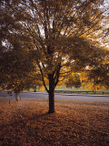 Tree in Autumn Foliage on the Grounds of Dartmouth College, Hanover, New Hampshire Photographic Print by Sam Abell