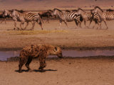 A Spotted Hyena Walks Near a Herd of Zebras (Crocuta Crocuta) Photographic Print