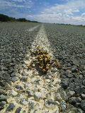 A Horned Lizard Basking in the Sun in the Middle of a Road Photographic Print by Bill Curtsinger