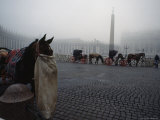Carriage Horses Munch Bags of Oats in St. Peter's Square, Vatican City Photographic Print by James L. Stanfield