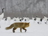Red Fox Watches Japanese Red-Crowned Crane Flock (Grus Japonensis) Photographic Print